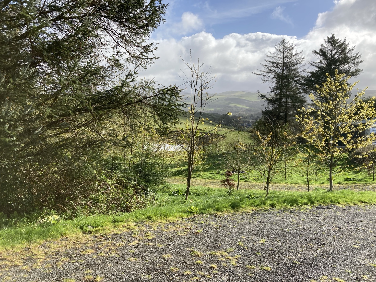 Woodland and young trees on the Live With Nature land in Mid Wales
