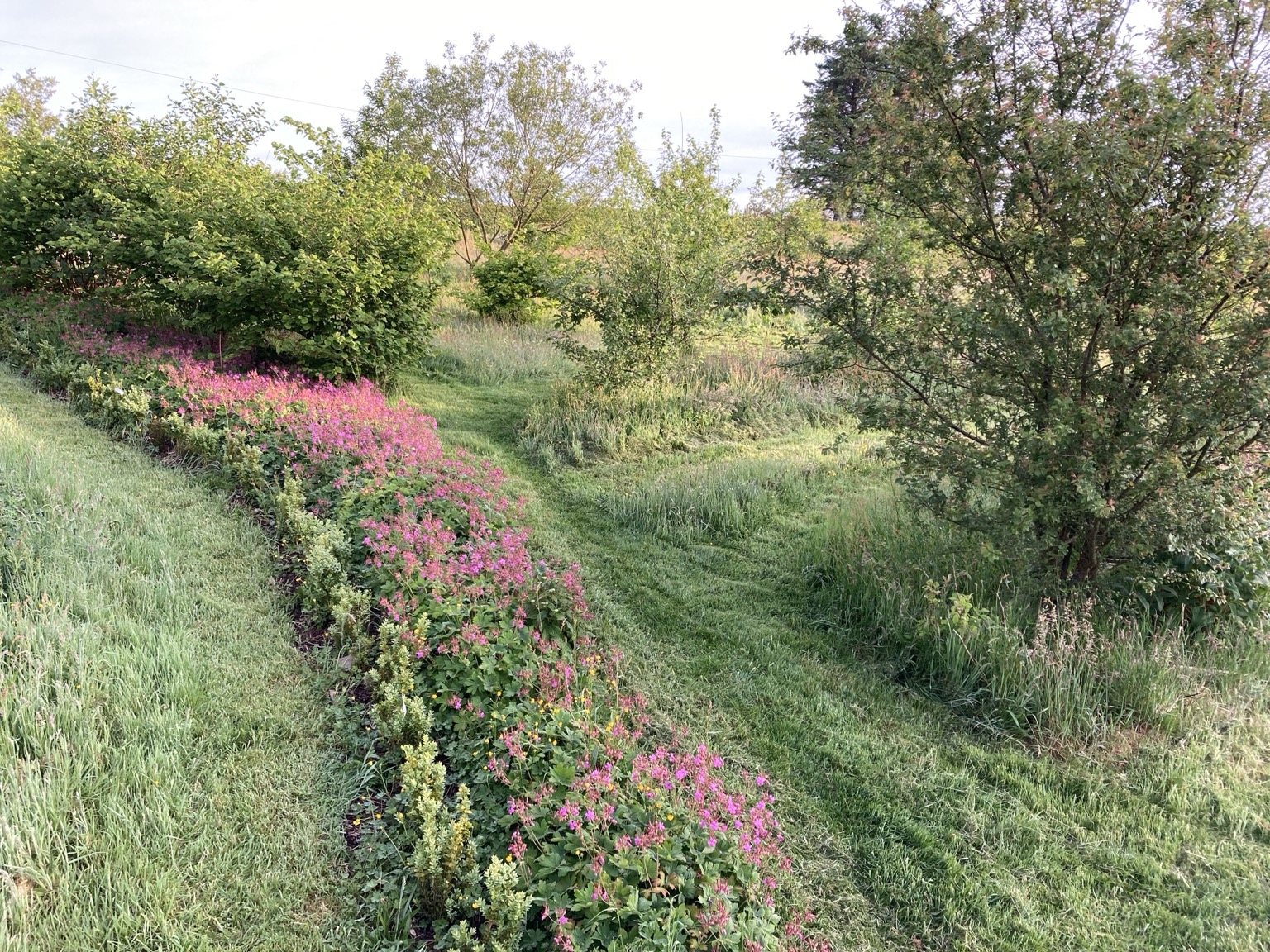 Live With Nature garden path and planting