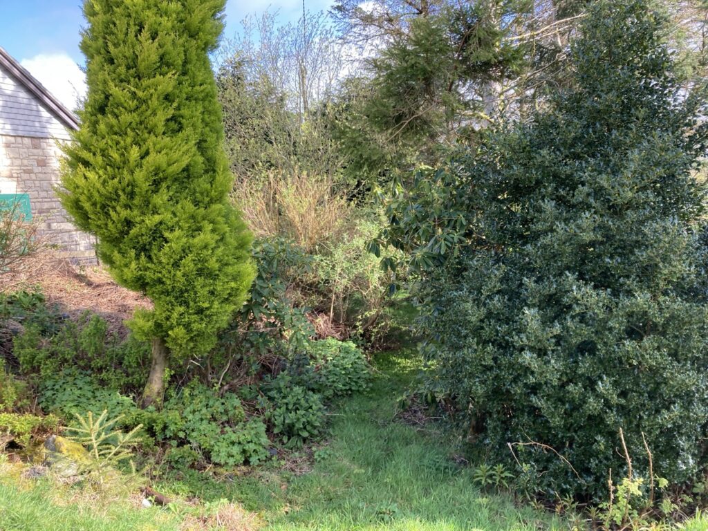 Trees and understorey growing beside the Live With Nature project.